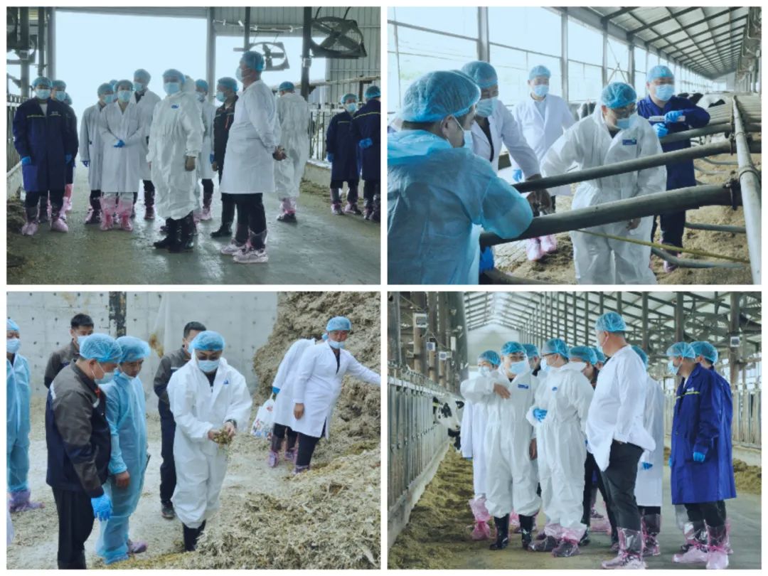 OD（中国）一站式服务平台丨国家奶牛产业技术体系首席科学家、中国农业大学教授李胜利一行莅临OD（中国）一站式服务平台鲁山瑞亚参观调研